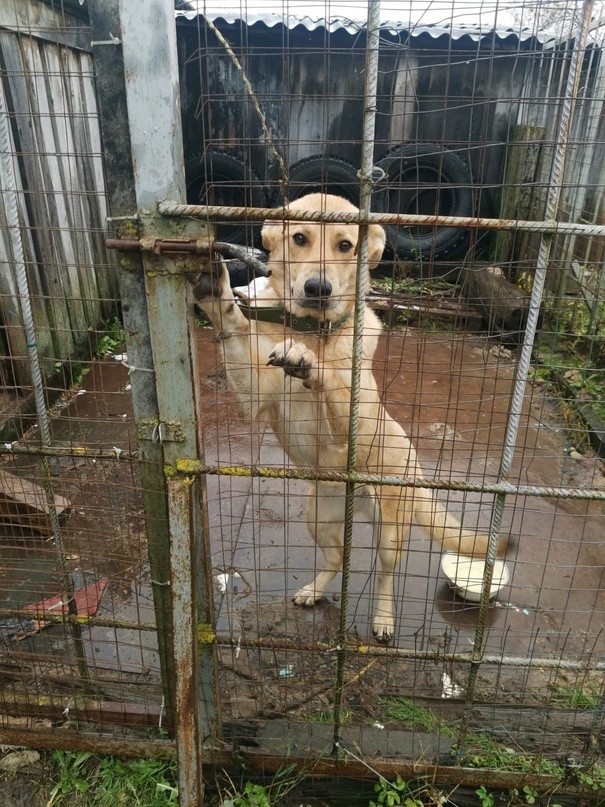 В Тверской области ищут новый дом для собаки, которая выросла и стала не нужна хозяевам В Тверской области ищут новый дом для собаки, которая выросла и стала не нужна хозяевам