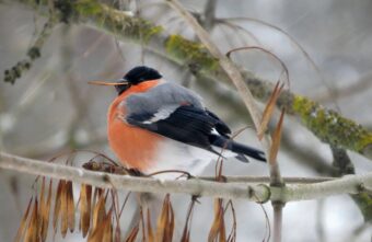 Тверские снегири любят фотографироваться в метель Тверские снегири любят фотографироваться в метель