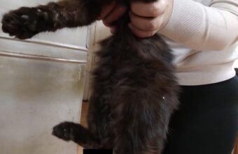 В Тверской области спасают котёнка с «усыхающей» лапкой