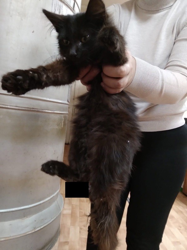 В Тверской области спасают котёнка с «усыхающей» лапкой