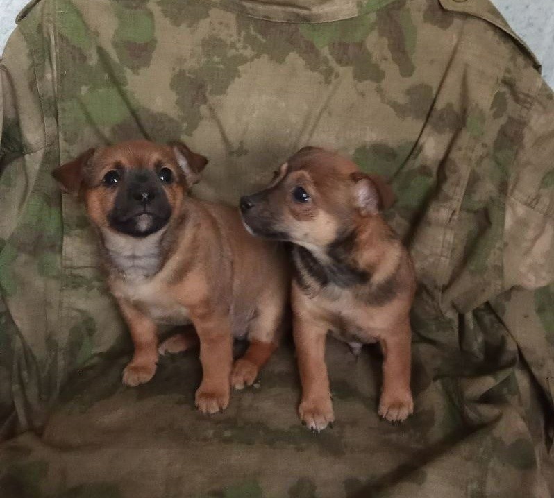 Волонтеры из Тверской области вывезли из зоны СВО маленьких щенков и их мать