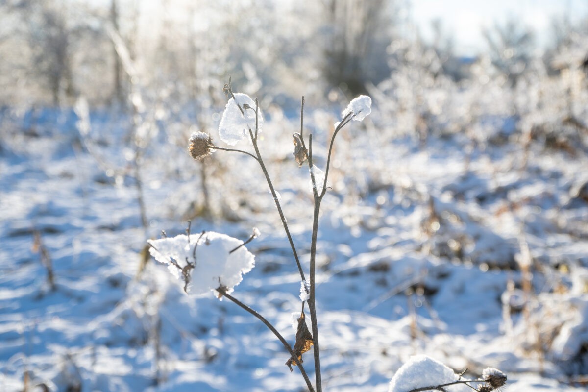 На выходных в Тверской области будет холодно и снежно