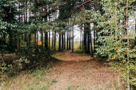 Больше 500 гектаров земли пополнят лесной фонд Тверской области