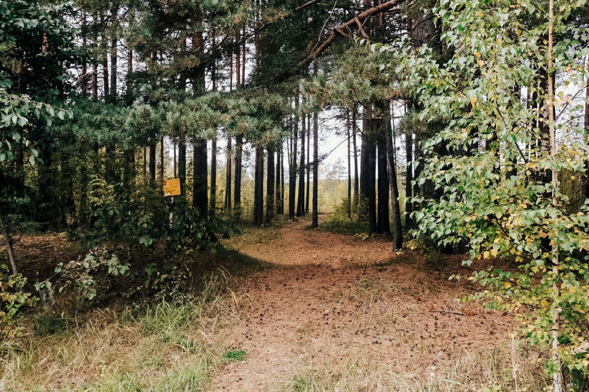 Больше 500 гектаров земли пополнят лесной фонд Тверской области