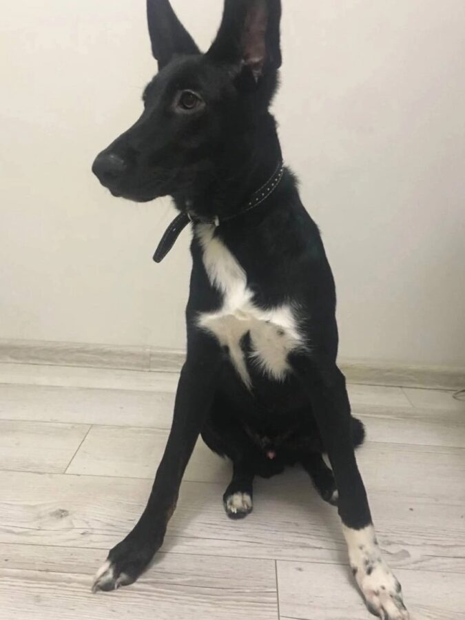 Пёс, спасённый волонтёрами под Тверью, помог запертому в квартире человеку