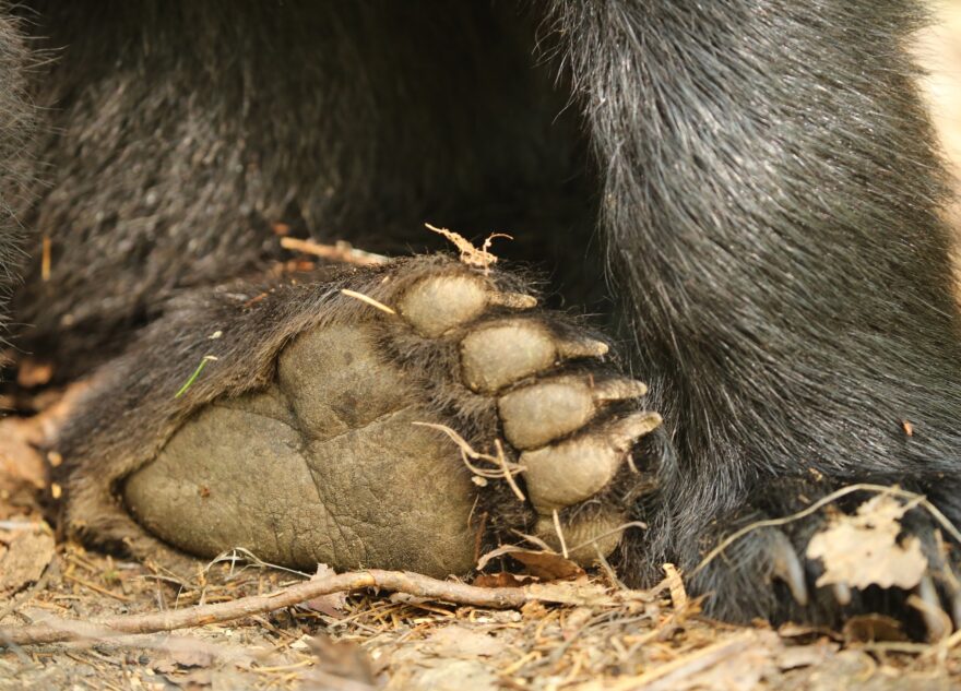 ВолоГоша из Тверской области вернулся в родные края