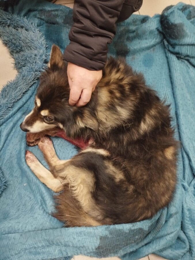 Под Тверью местные жители спасли попавшую под машину собаку