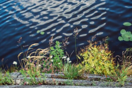 Труп человека нашли в пруду в Тверской области Труп человека нашли в пруду в Тверской области