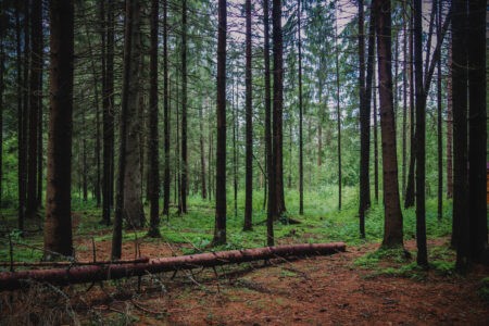 Житель столицы приехал в Тверскую область и незаконно спилил деревья