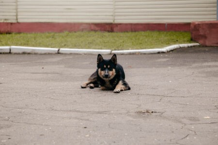 В Тверской области хозяин собаки поплатился за агрессивное поведение питомца