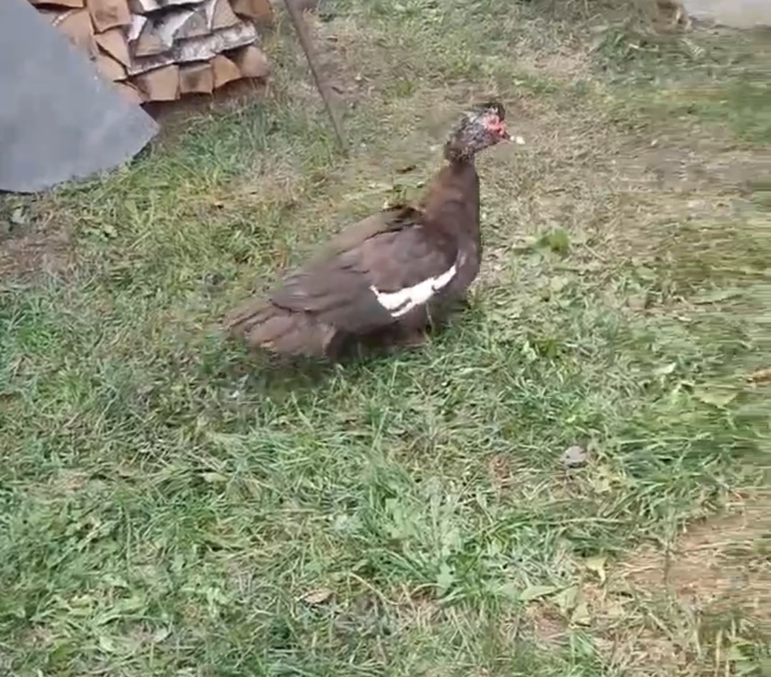 Тверские волонтеры ищут передержку для индоутки Тверские волонтеры ищут передержку для индоутки