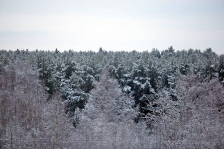 Убитую лосиху нашли в лесу в Тверской области Убитую лосиху нашли в лесу в Тверской области