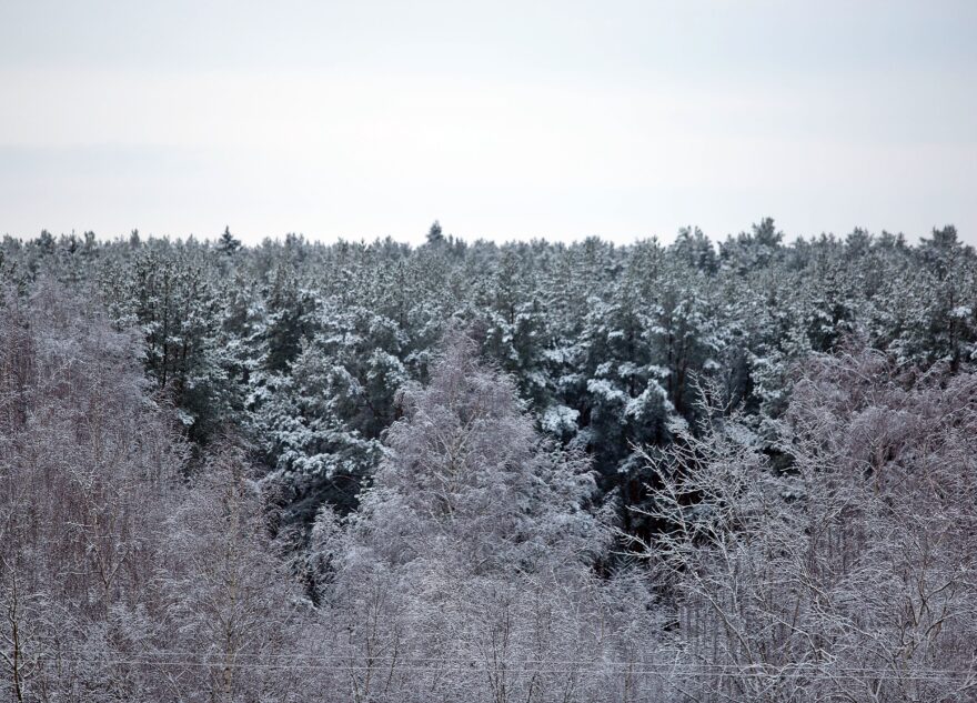 Убитую лосиху нашли в лесу в Тверской области