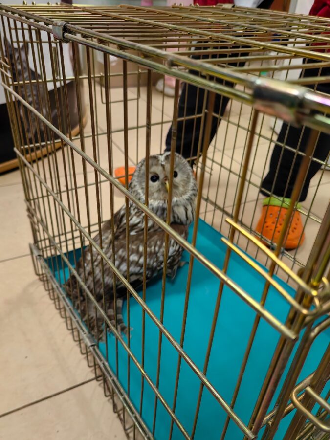 В Твери от стаи ворон спасли очаровательную птицу