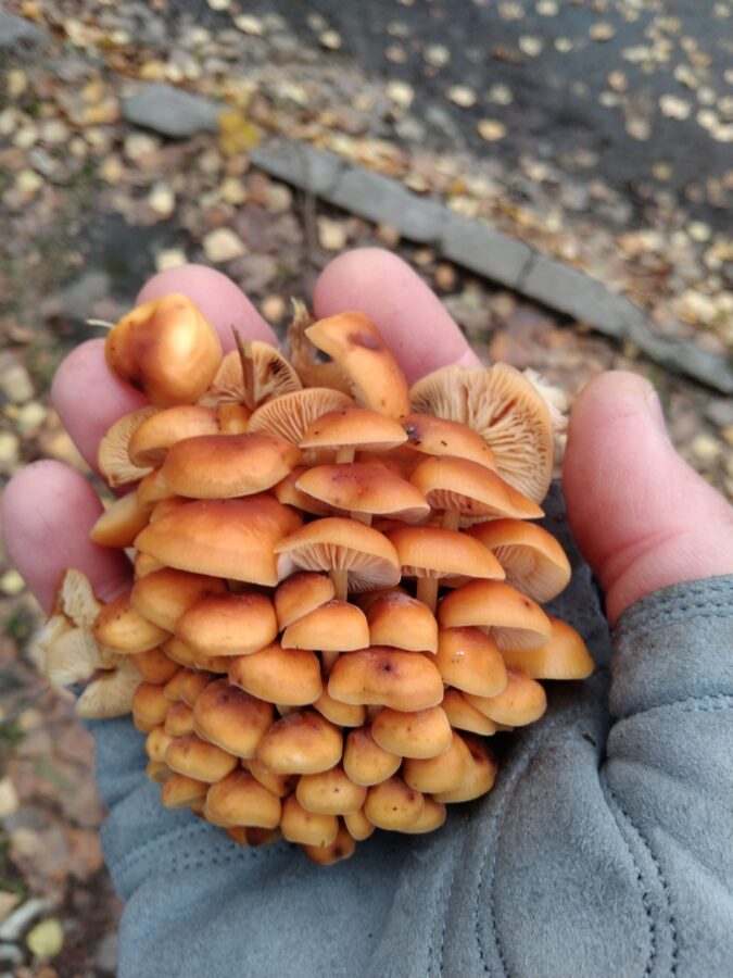 В лесах под Тверью пошли ноябрьские грибы