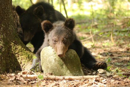 Толстун и Ворчун из Тверской области вернулись домой без брата
