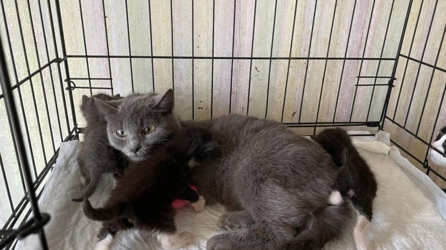 Тверские волонтеры рассказали историю чудесного воссоединения кошачьей семьи