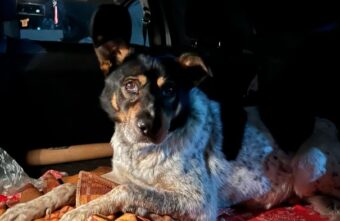 В Твери спасли пса, который весь день ждал на улице старых хозяев В Твери спасли пса, который весь день ждал на улице старых хозяев