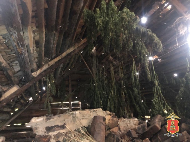 В Тверской области два брата выращивали коноплю на приусадебном участке