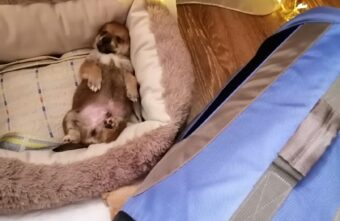 Волонтеры из Нелидово благодарят за помощь в перевозке собак из зоны СВО Волонтеры из Нелидово благодарят за помощь в перевозке собак из зоны СВО