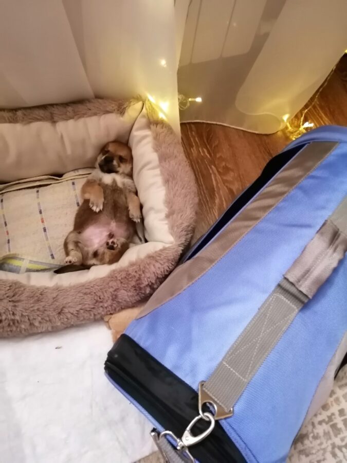 Волонтеры из Нелидово благодарят за помощь в перевозке собак из зоны СВО