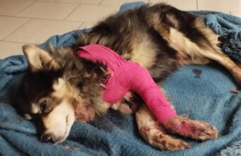 Под Тверью местные жители спасли попавшую под машину собаку Под Тверью местные жители спасли попавшую под машину собаку