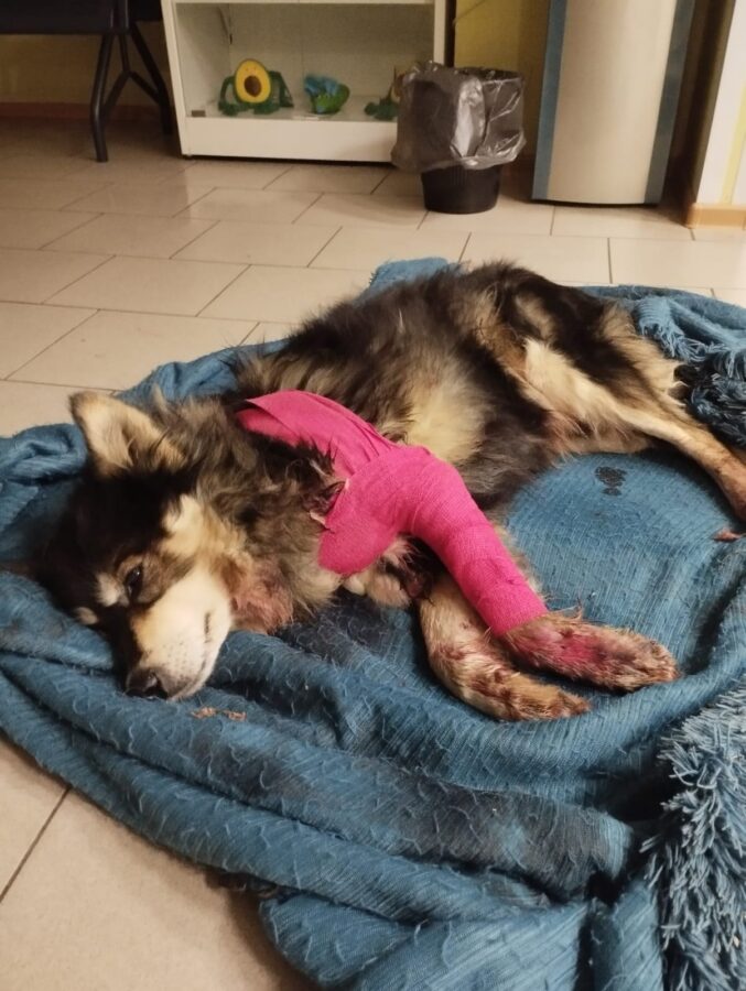 Под Тверью местные жители спасли попавшую под машину собаку Под Тверью местные жители спасли попавшую под машину собаку