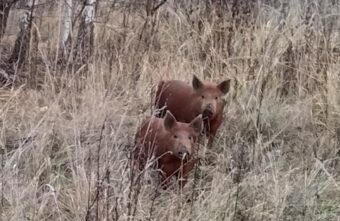 Жителей Тверской области предупредили о потенциально агрессивных диких свиньях Жителей Тверской области предупредили о потенциально агрессивных диких свиньях