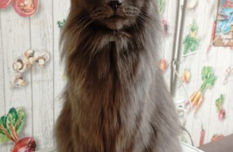 В Твери ищут особенного кота Басю В Твери ищут особенного кота Басю