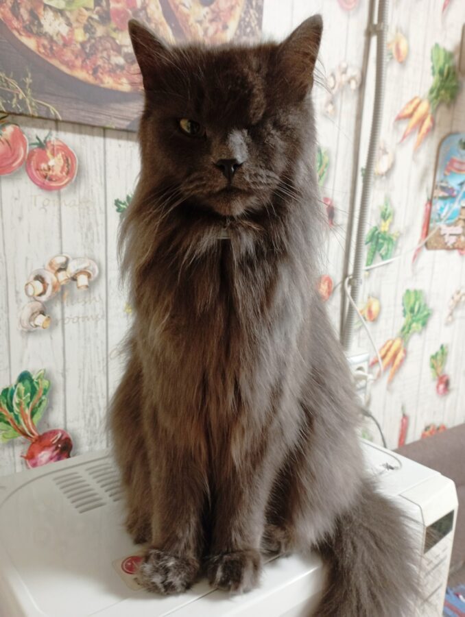 В Твери ищут особенного кота Басю