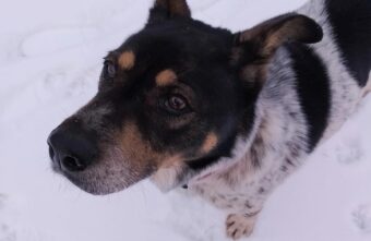 Пёс Жорик, просидевший целый день на морозе в Твери, остался жить у своего спасителя