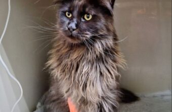 В Твери спасли двух котов, один из которых «пообедал» хозяйскими тапочками