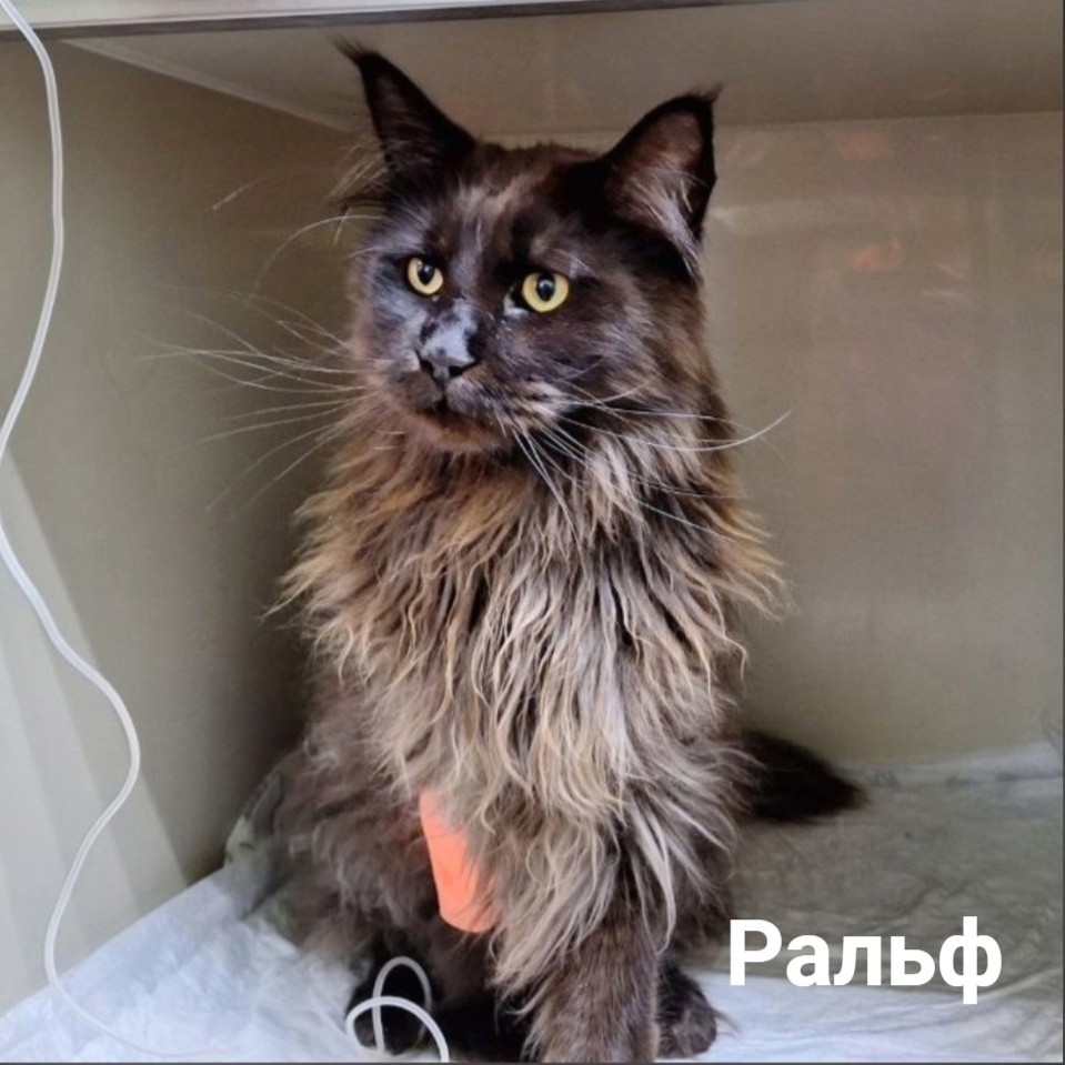 В Твери спасли двух котов, один из которых «пообедал» хозяйскими тапочками