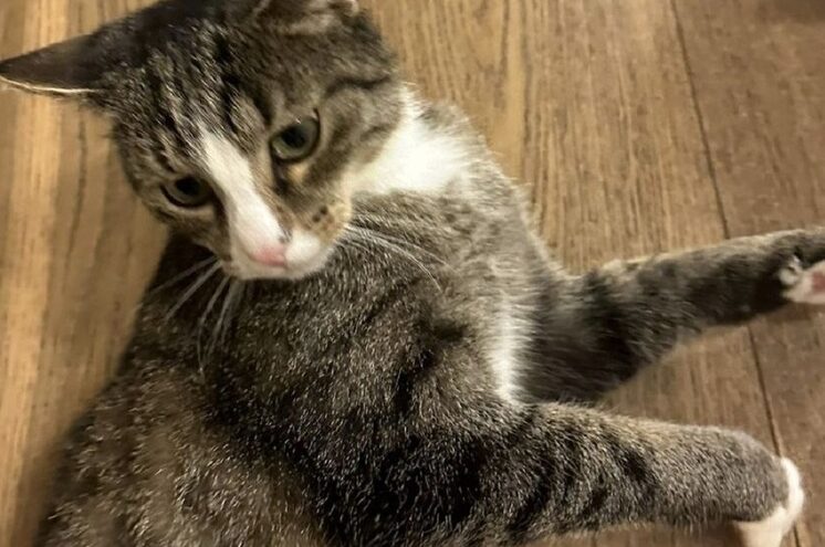 В благотворительном фонде рассказали, как сейчас живёт кот Гриша из Тверской области