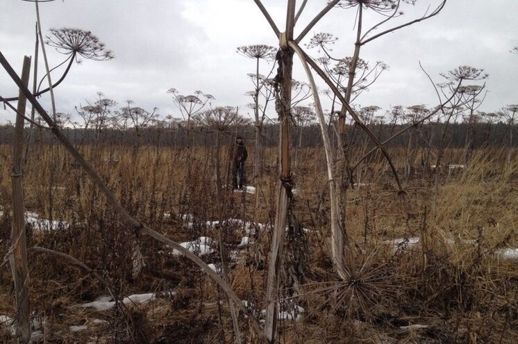 В Оленинском округе даже в сильный снегопад продолжают бороться с борщевиком В Оленинском округе даже в сильный снегопад продолжают бороться с борщевиком