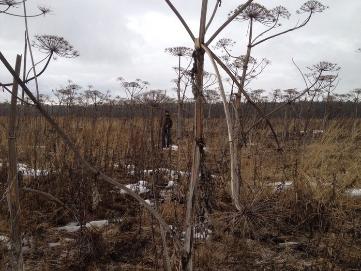В Оленинском округе даже в сильный снегопад продолжают бороться с борщевиком