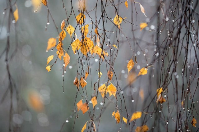 Жители Тверской области могут не ждать снега