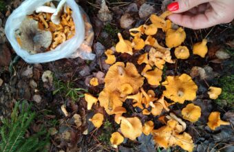 В середине ноября жители Тверской области продолжают делиться грибными находками