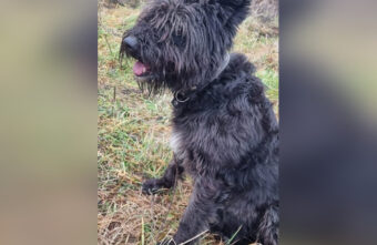 В Тверской области ищут новый дом для собаки, чья хозяйка умерла В Тверской области ищут новый дом для собаки, чья хозяйка умерла