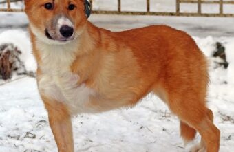 Пёс Оська, пострадавший от машины в Твери, полностью поправился и ищет новый дом