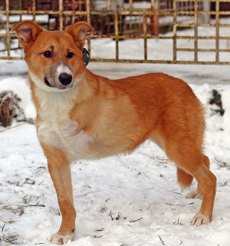 Пёс Оська, пострадавший от машины в Твери, полностью поправился и ищет новый дом