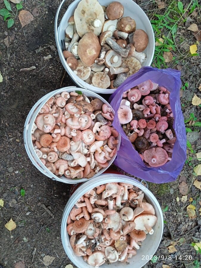 В середине ноября жители Тверской области продолжают делиться грибными находками