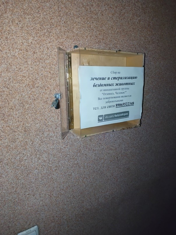 В Тверской области злоумышленники украли деньги на лечение бездомных животных