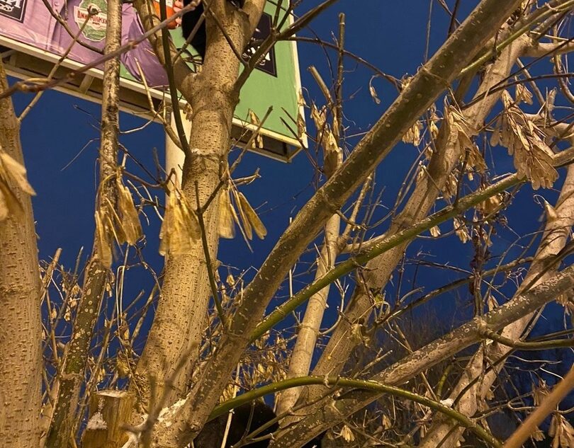 В Твери ищут дом для голодных котят на дереве