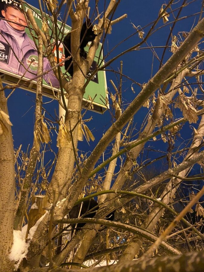 В Твери ищут дом для голодных котят на дереве