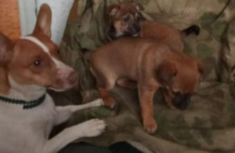 Волонтеры из Тверской области вывезли из зоны СВО маленьких щенков и их мать Волонтеры из Тверской области вывезли из зоны СВО маленьких щенков и их мать