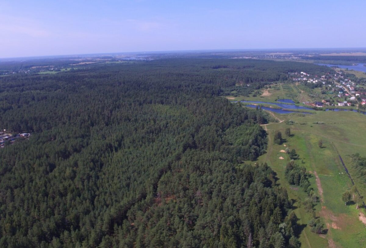 В Тверской области спутники нашли четыре «черные» лесозаготовки