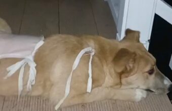 Щенку Осе, оставшемуся без лапы в Твери, снимают швы