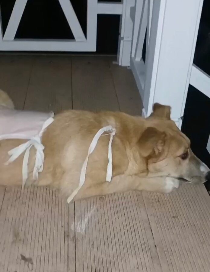 Щенку Осе, оставшемуся без лапы в Твери, снимают швы