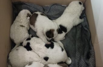 Под Тверью спасли шестерых щенят, которые прятались в трубе